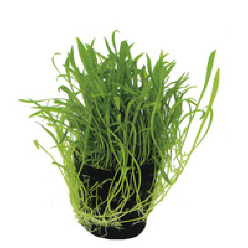 10x Lilaeopsis Novea-zealandia bos